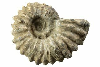 Bumpy Ammonite (Douvilleiceras) Fossil - Madagascar #343792