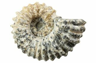 Bumpy Ammonite (Douvilleiceras) Fossil - Madagascar #343793