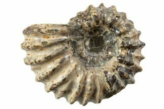 Bumpy Ammonite (Douvilleiceras) Fossil - Madagascar #343795