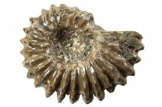 Bumpy Ammonite (Douvilleiceras) Fossil - Madagascar #343796