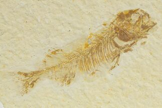 Juvenile Phareodus Fish Fossil - Scarce Species #340809