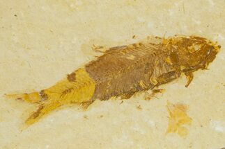 Bargain, Fossil Fish (Knightia) - Wyoming #340812