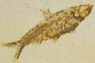 Detailed Fossil Fish (Knightia) - Wyoming #340826