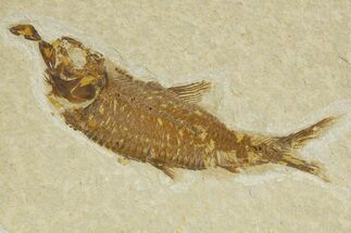 Detailed Fossil Fish (Knightia) - Wyoming #340827