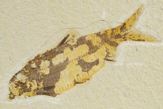 Bargain, Fossil Fish (Knightia) - Wyoming #340834