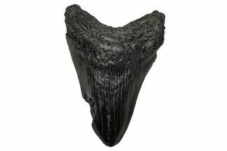Fossil Megalodon Tooth - South Carolina #340283