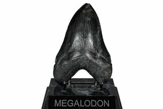 Fossil Megalodon Tooth - South Carolina #340284