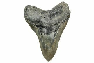 Serrated, Fossil Megalodon Tooth - North Carolina #340857