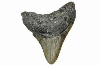 Serrated, Fossil Megalodon Tooth - North Carolina #340863
