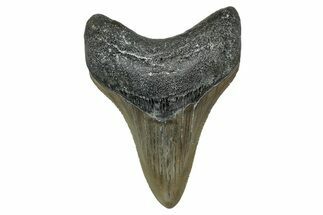 Serrated, Fossil Megalodon Tooth - North Carolina #340867