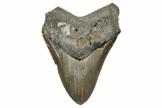 Serrated, Fossil Megalodon Tooth - North Carolina #340873