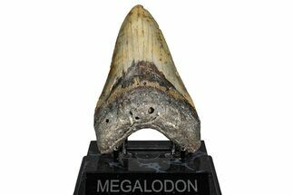 Serrated, Fossil Megalodon Tooth - North Carolina #340880