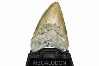 Serrated, Fossil Megalodon Tooth - North Carolina #340883