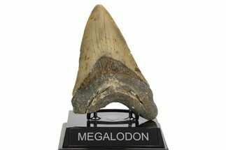 Serrated, Fossil Megalodon Tooth - North Carolina #338603