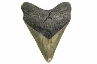 Serrated, Fossil Megalodon Tooth - North Carolina #338543