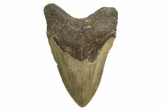 Serrated, Fossil Megalodon Tooth - North Carolina #338546
