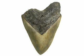 Bargain, Fossil Megalodon Tooth - Serrated Blade #338560