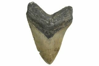 Serrated, Fossil Megalodon Tooth - North Carolina #338563