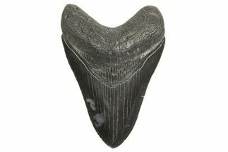 Serrated, Fossil Megalodon Tooth - South Carolina #340169