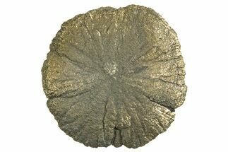 Radiant Pyrite Sun - Sparta, Illinois #342574