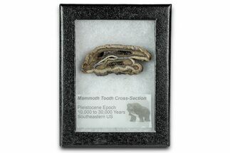 Mammoth Molar Slice With Case - South Carolina #335364