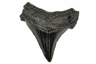 Serrated Angustidens Tooth - Megalodon Ancestor #340403