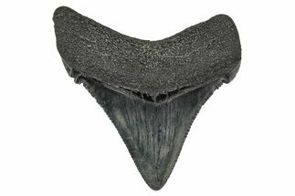 Serrated Angustidens Tooth - Megalodon Ancestor #340404