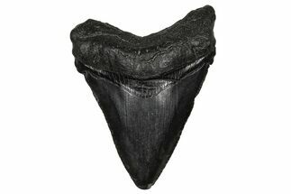 Serrated, Juvenile Megalodon Tooth - South Carolina #340419