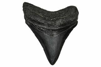 Juvenile Megalodon Tooth - South Carolina #340420