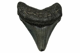Juvenile Megalodon Tooth - South Carolina #340421