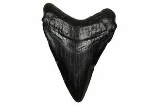 Juvenile Megalodon Tooth - South Carolina #340422