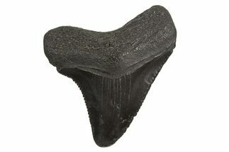 Serrated, Juvenile Megalodon Tooth - South Carolina #340573