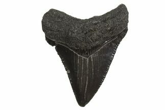 Serrated, Juvenile Megalodon Tooth - South Carolina #340587