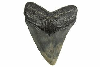 Juvenile Megalodon Tooth - South Carolina #340589