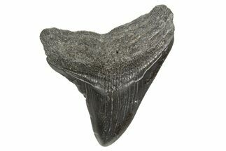 Juvenile Megalodon Tooth - South Carolina #340593