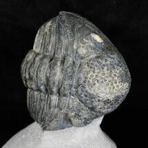 Large Enrolled Drotops Trilobite On Pedastal of Rock #18572