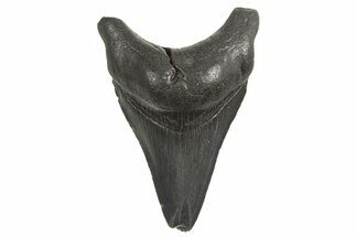 Fossil Megalodon Tooth - South Carolina #340602