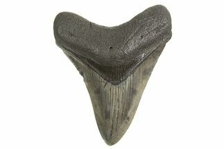 Fossil Megalodon Tooth - South Carolina #340604
