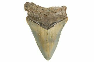 Serrated, Juvenile Megalodon Tooth - North Carolina #340964