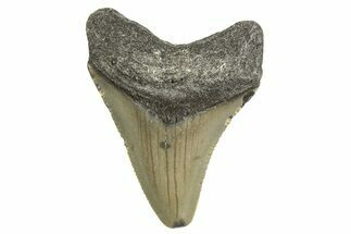 Serrated, Juvenile Megalodon Tooth - North Carolina #340966