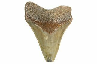 Juvenile Megalodon Tooth - North Carolina #340968