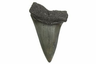 Fossil Broad-Toothed Mako Tooth - South Carolina #340975