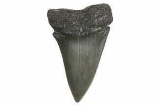 Fossil Broad-Toothed Mako Tooth - South Carolina #340983