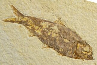 Detailed Fossil Fish (Knightia) - Wyoming #333818