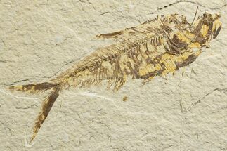 Bargain, Fossil Fish (Diplomystus) - Wyoming #333853