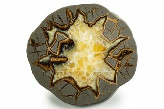 Polished Septarian Slab - Utah #338221