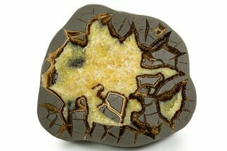 Polished Septarian Slab - Utah #338223