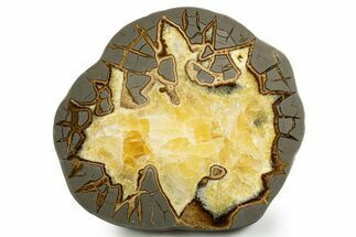 Polished Septarian Slab - Utah #338246