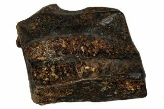 Fossil Dinosaur (Triceratops) Shed Tooth - Montana #339733