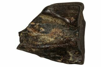 Fossil Dinosaur (Triceratops) Shed Tooth - Montana #339745